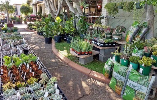 The 4 best plant nurseries in Mesa
