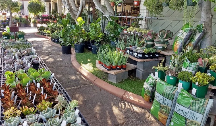 The 4 best plant nurseries in Mesa