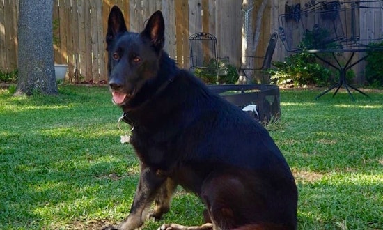 Always wanted a pet? Here are 7 delightful dogs ready to adopt now in Dallas