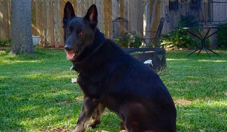 Always wanted a pet? Here are 7 delightful dogs ready to adopt now in Dallas