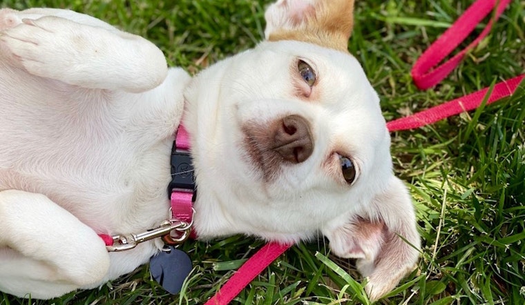 7 cheeky pups ready to adopt now in Fort Worth