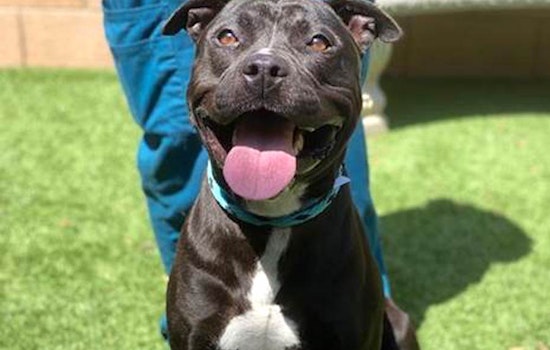 4 delightful doggies to adopt now in Portland