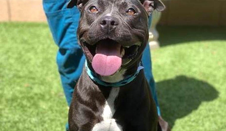 4 delightful doggies to adopt now in Portland