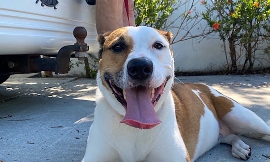 7 cuddly canines to adopt now in Miami
