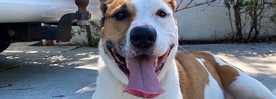 7 cuddly canines to adopt now in Miami