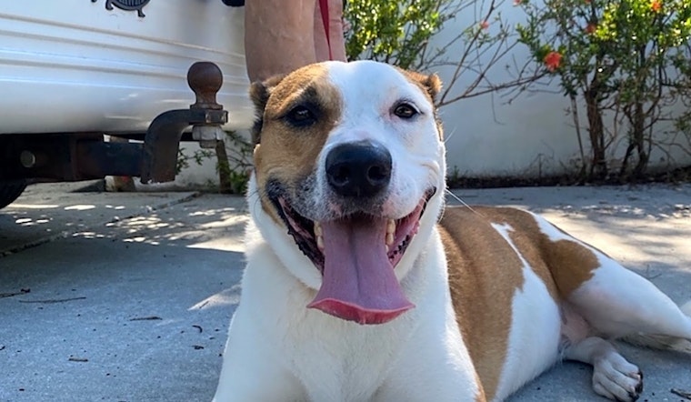 7 cuddly canines to adopt now in Miami
