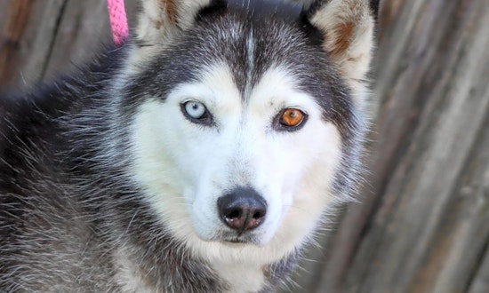 5 lovable pups to adopt now in Nashville