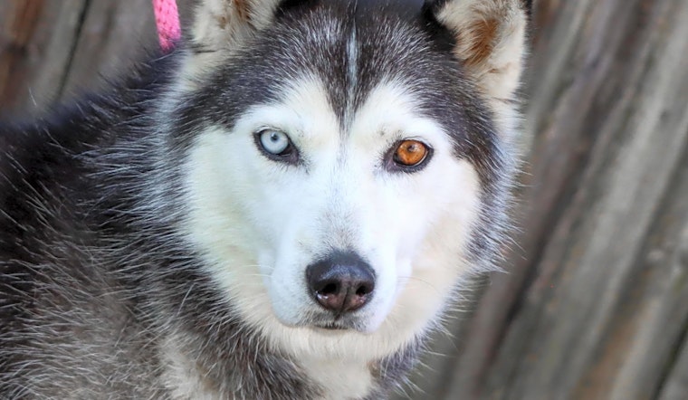 5 lovable pups to adopt now in Nashville