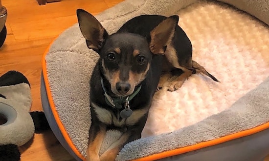 7 cuddly canines to adopt now in Atlanta