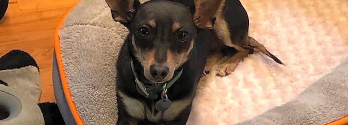 7 cuddly canines to adopt now in Atlanta