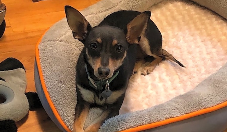 7 cuddly canines to adopt now in Atlanta