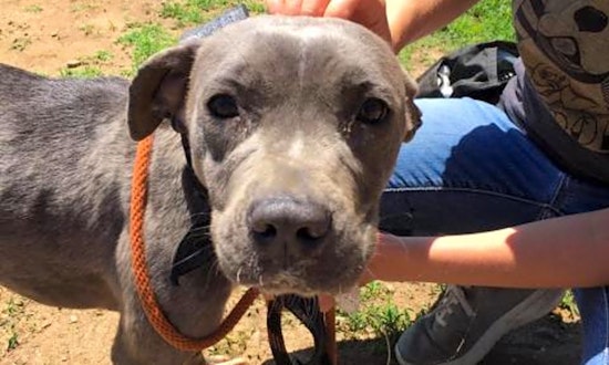 These Philadelphia-based canines are up for adoption and in need of a good home