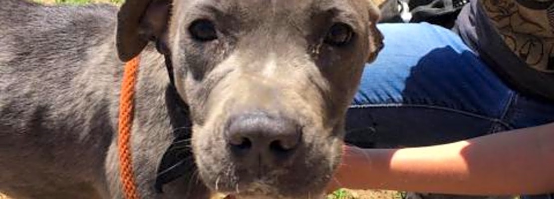 These Philadelphia-based canines are up for adoption and in need of a good home