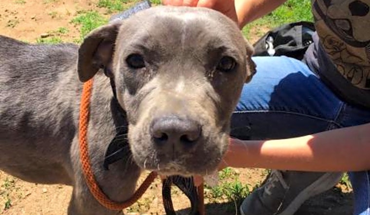 These Philadelphia-based canines are up for adoption and in need of a good home