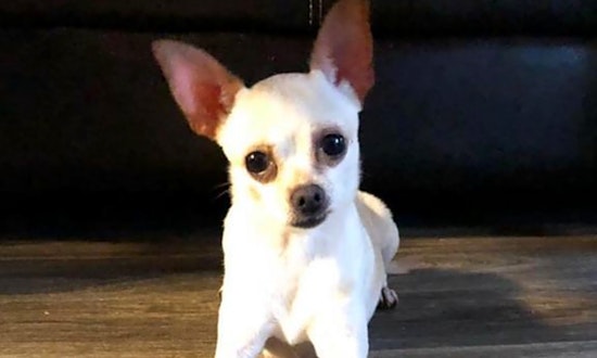 These Orlando-based pups are up for adoption and in need of a good home
