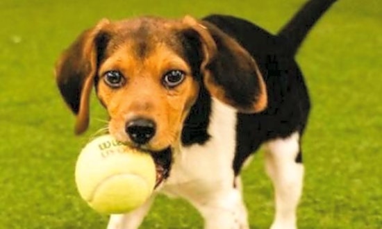 6 perfect pups to adopt now in Chicago