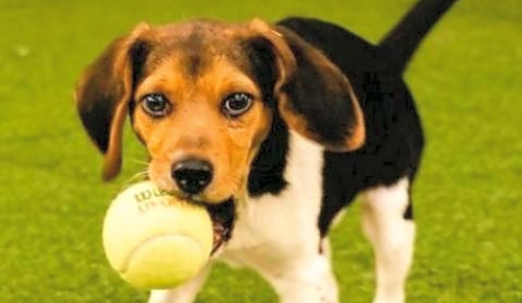 6 perfect pups to adopt now in Chicago