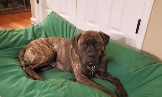 6 cuddly canines to adopt now in Raleigh