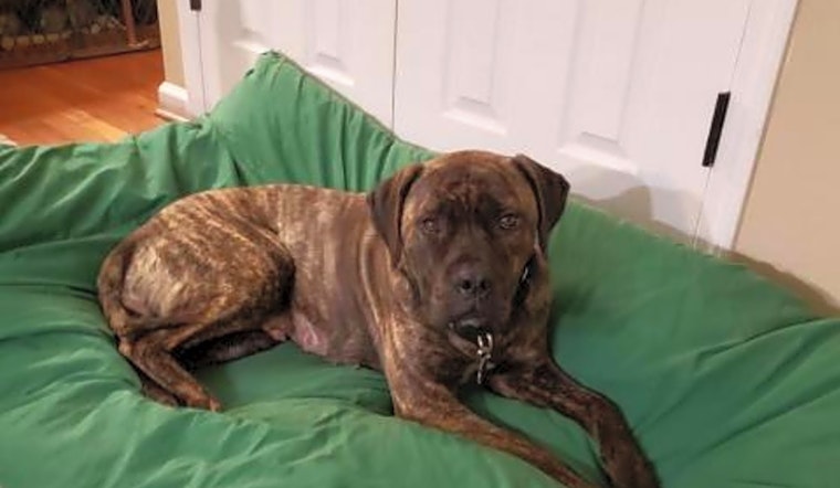 6 cuddly canines to adopt now in Raleigh