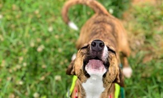3 delightful doggies to adopt now in Durham