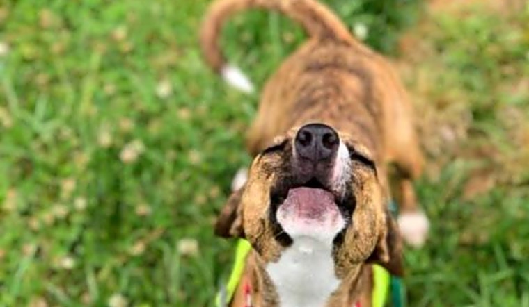 3 delightful doggies to adopt now in Durham