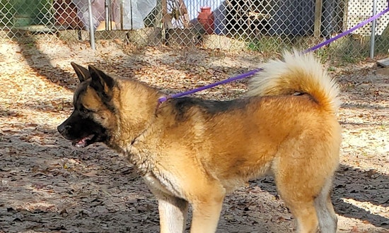 These Jacksonville-based dogs are up for adoption and in need of a good home