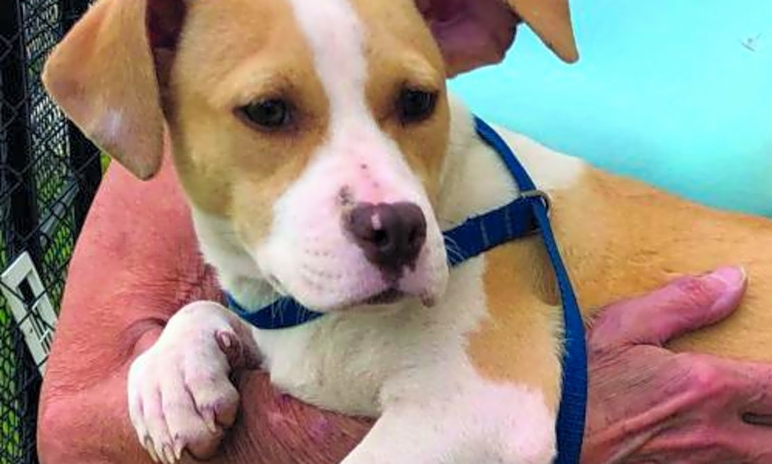 Want to adopt a pet? Here are 5 cuddly canines to adopt now in Washington