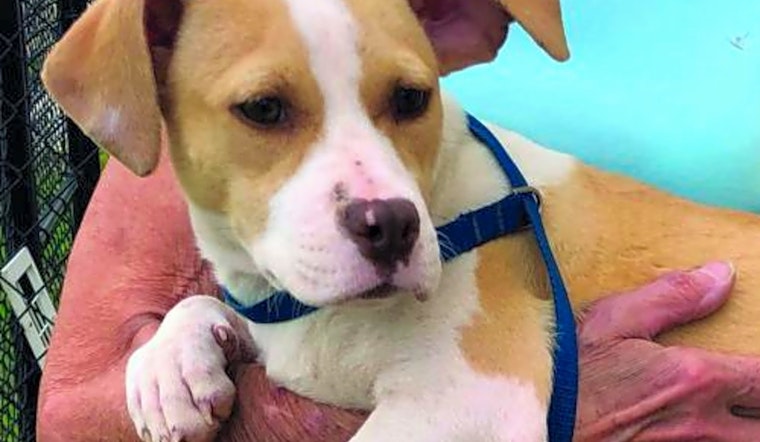Want to adopt a pet? Here are 5 cuddly canines to adopt now in Washington