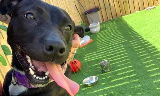 4 lovable pups to adopt now in St. Louis