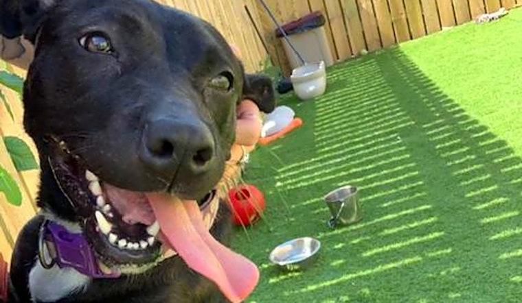 4 lovable pups to adopt now in St. Louis