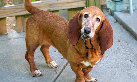 These Indianapolis-based doggies are up for adoption and in need of a good home
