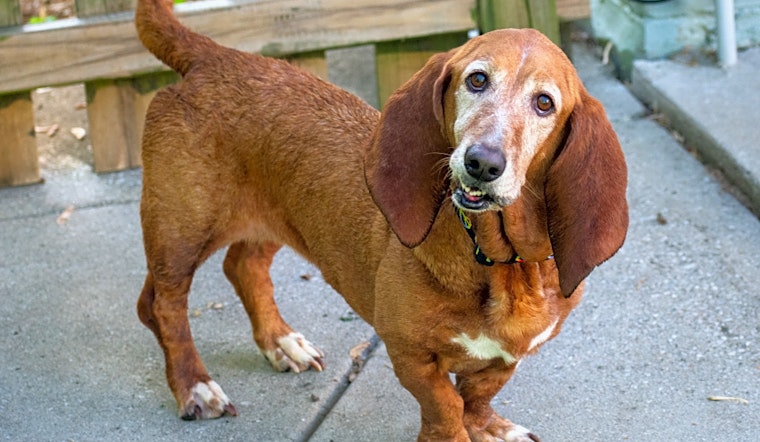 These Indianapolis-based doggies are up for adoption and in need of a good home