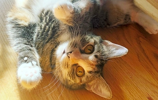 Looking to adopt a pet? Here are 3 furry felines to adopt now in Baltimore