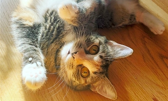Looking to adopt a pet? Here are 3 furry felines to adopt now in Baltimore