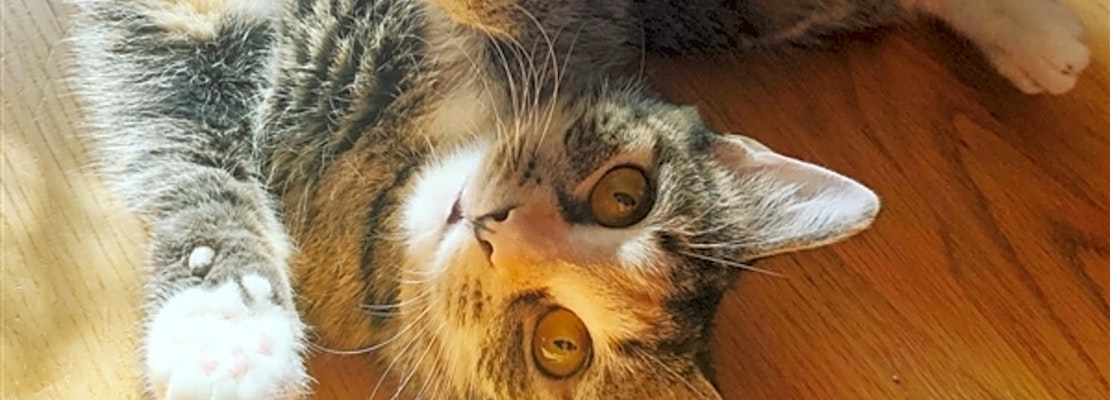 Looking to adopt a pet? Here are 3 furry felines to adopt now in Baltimore