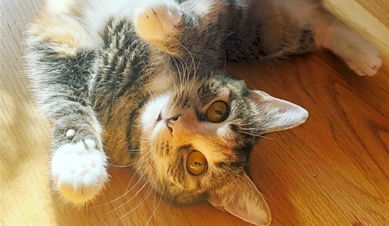 Looking to adopt a pet? Here are 3 furry felines to adopt now in Baltimore