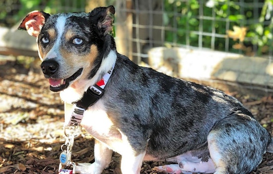 6 delightful doggies to adopt now in Charlotte