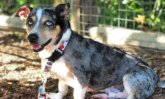 6 delightful doggies to adopt now in Charlotte