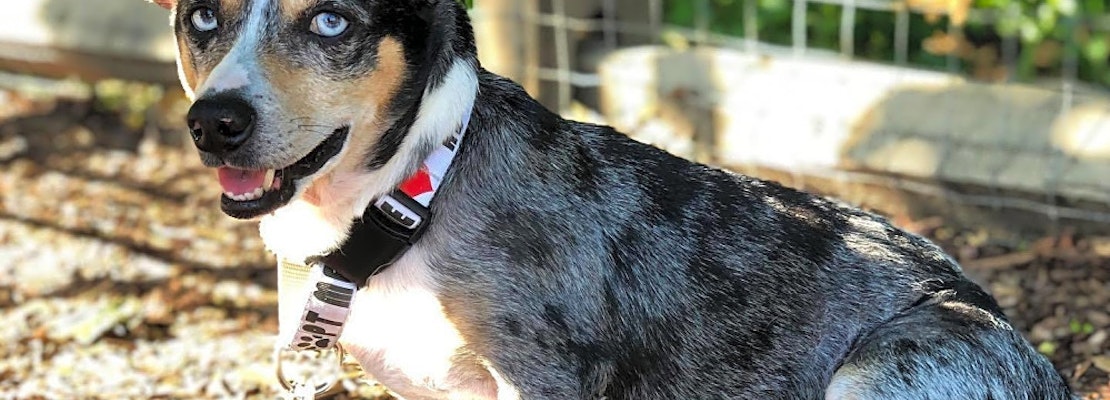 6 delightful doggies to adopt now in Charlotte