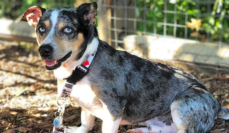 6 delightful doggies to adopt now in Charlotte