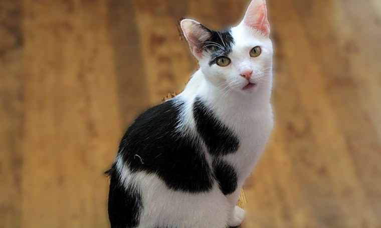 4 charming cats to adopt now in Jersey City