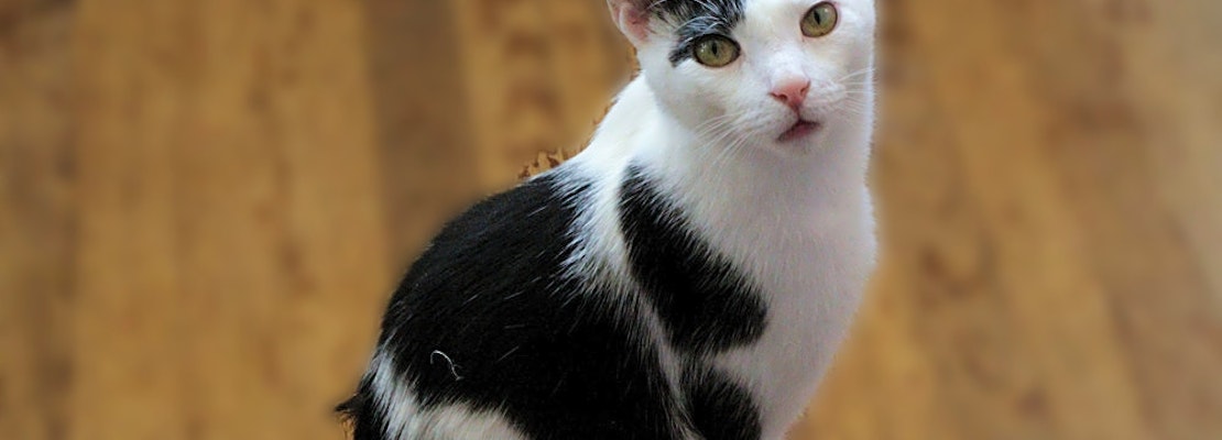 4 charming cats to adopt now in Jersey City