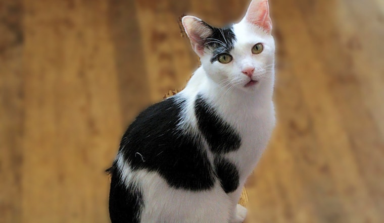 4 charming cats to adopt now in Jersey City