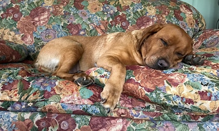 7 delightful doggies to adopt now in Minneapolis