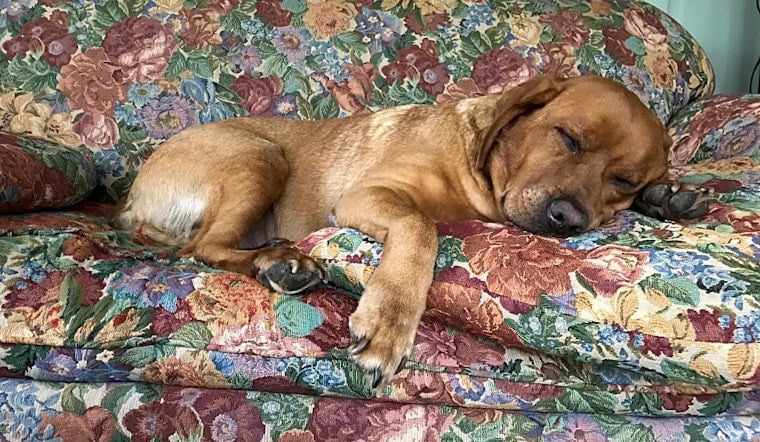 7 delightful doggies to adopt now in Minneapolis