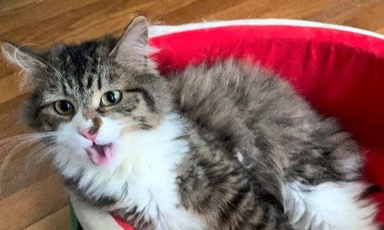 3 charming cats to adopt now in Pittsburgh