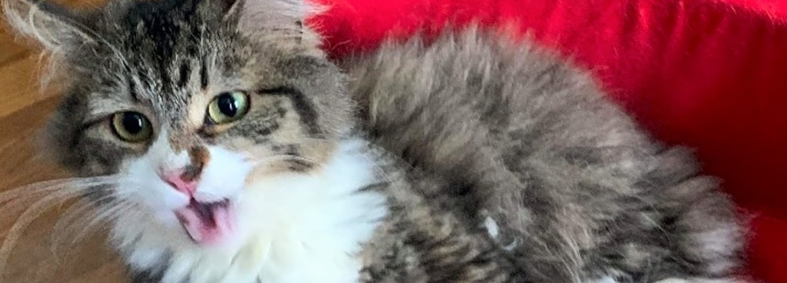 3 charming cats to adopt now in Pittsburgh