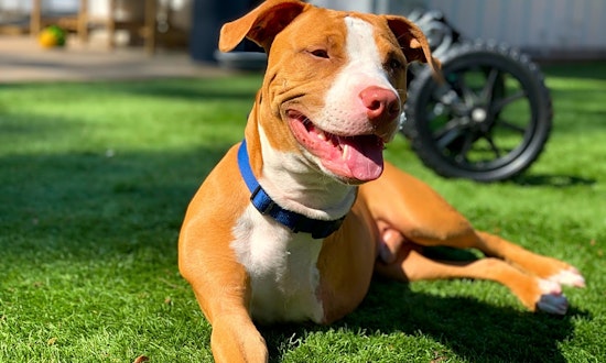 6 delightful doggies to adopt now in Houston