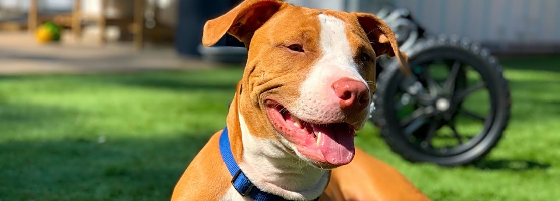 6 delightful doggies to adopt now in Houston