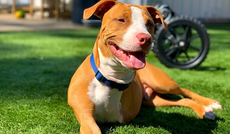 6 delightful doggies to adopt now in Houston